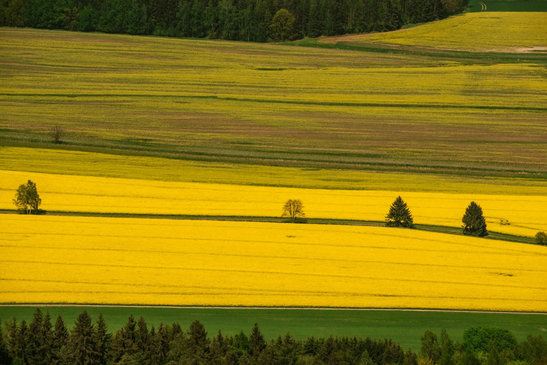 a field of yellow flowers with trees in the background